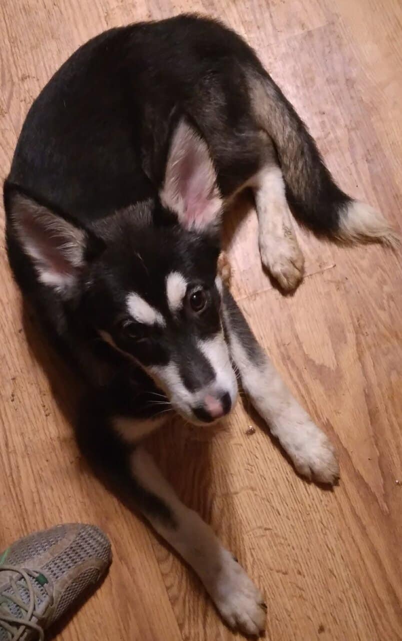 German Shepherd Husky Mix Puppies For Sale in Schenectady, New York