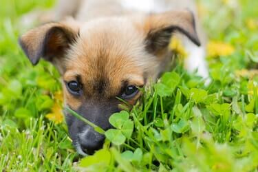 Exploring the Question: Why Does a Dog Eat Grass? - Want Ad Digest