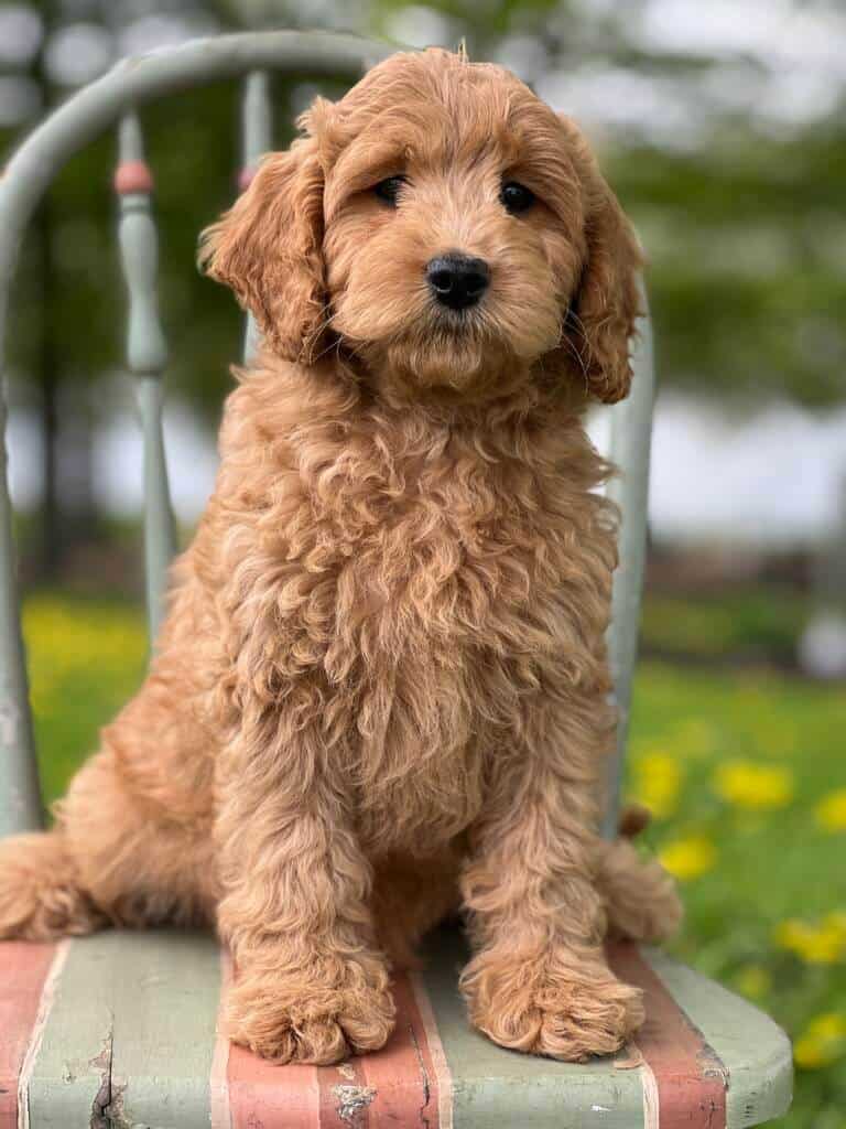 Beautiful Cavapoo Puppies Available For Sale in Schoharie, NY, USA