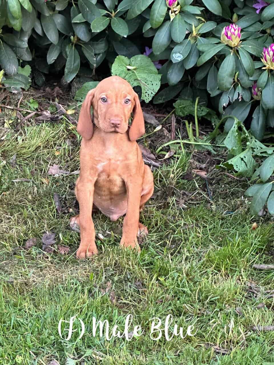 AKC Vizsla Puppies For sale in Burlington Flats, NY, USA