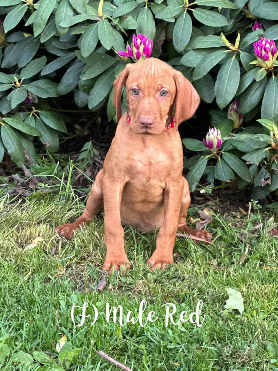 AKC Vizsla Puppies For sale in Burlington Flats, NY, USA