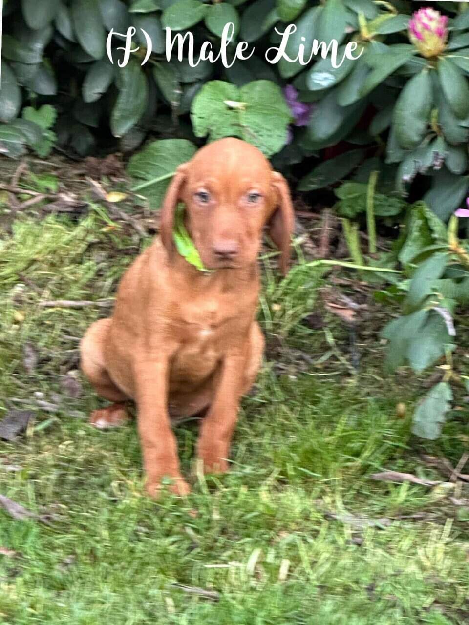AKC Vizsla Puppies For sale in Burlington Flats, NY, USA