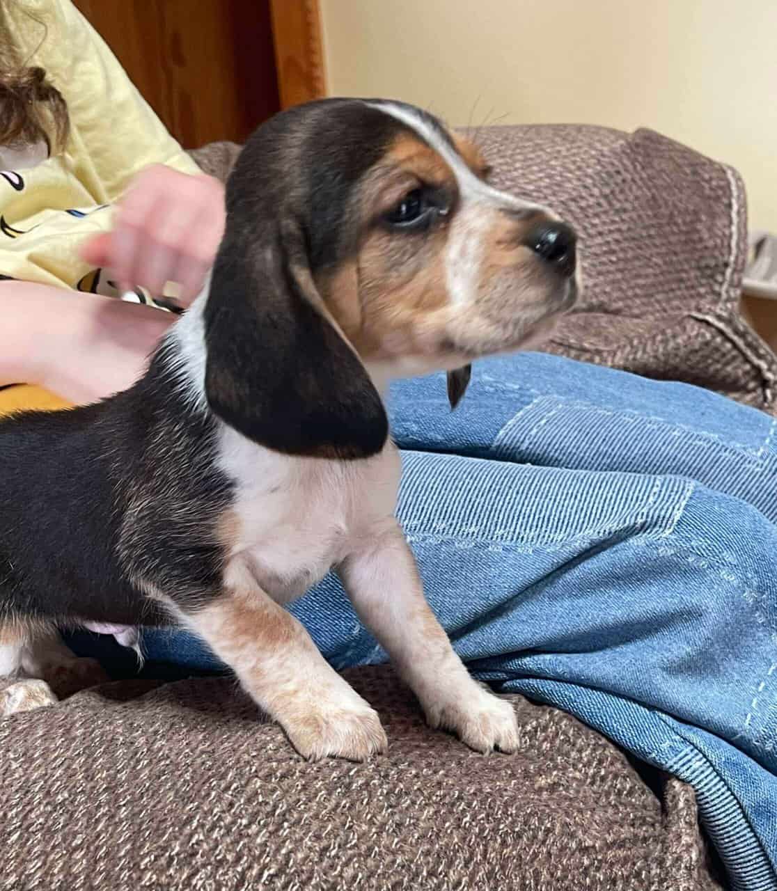 Want Ad Digest Puppiesnull