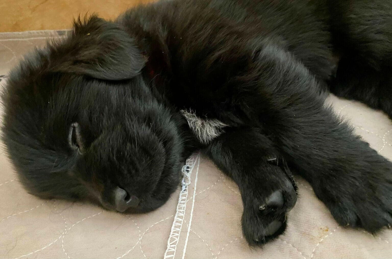 Want Ad Digest - Classified ads Buy or sell Puppies, Cars, and more