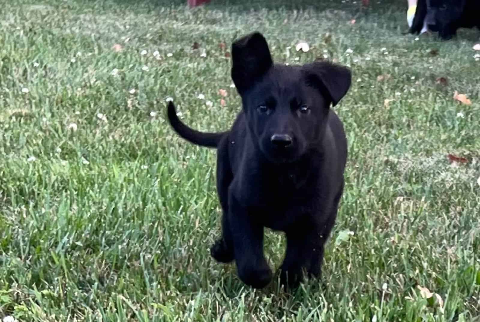 Want Ad Digest - Classified ads Buy or sell Puppies, Cars, and more