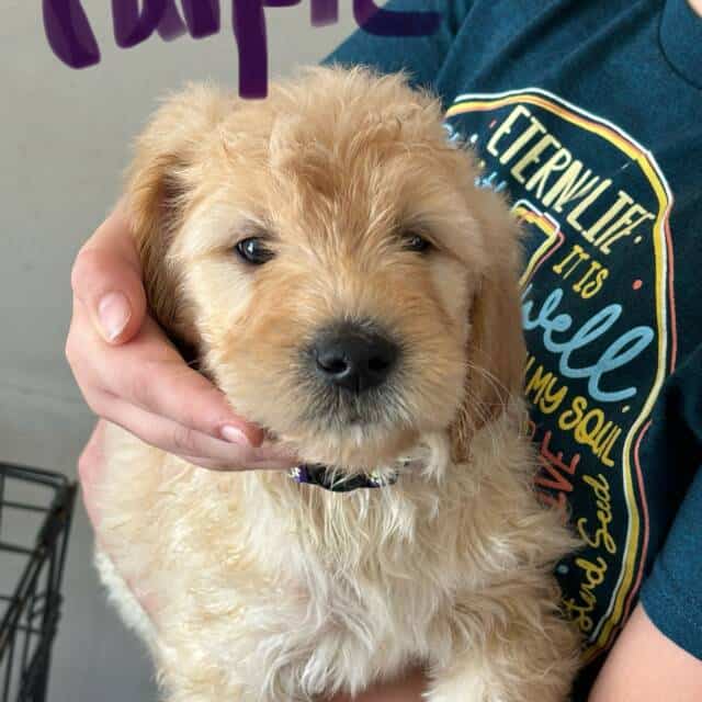 Goldendoodles For sale in Cohoes, NY, USA