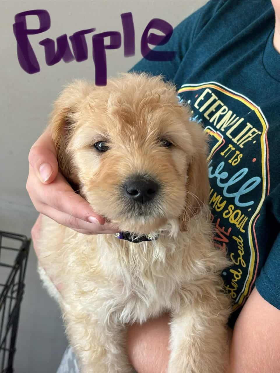 Goldendoodles For sale in Cohoes, NY, USA