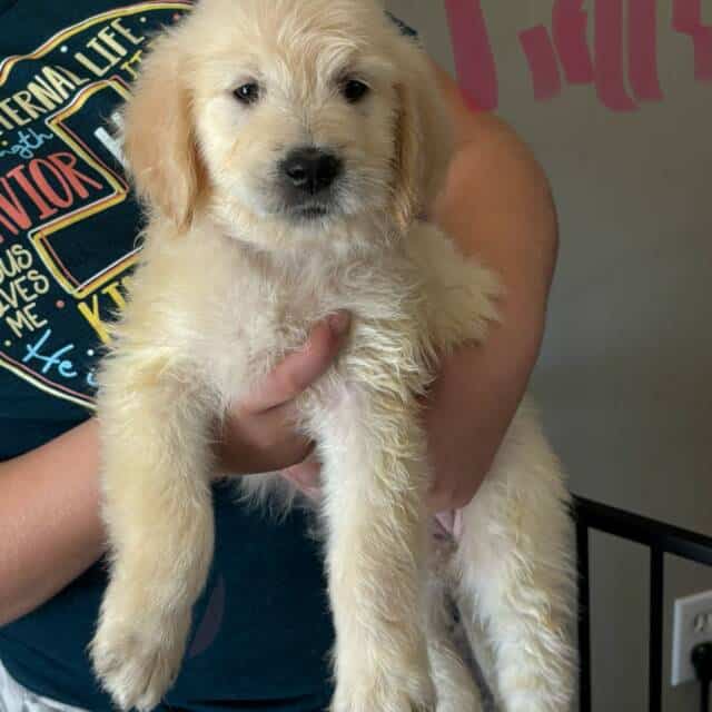 Goldendoodles For sale in Cohoes, NY, USA