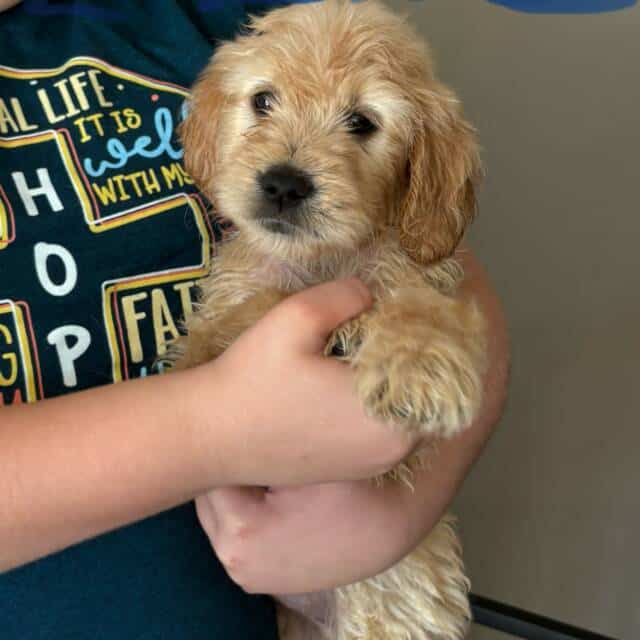 Goldendoodles For sale in Cohoes, NY, USA