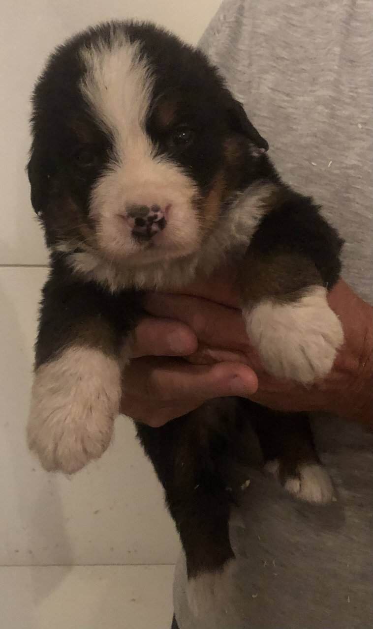 AKC Bernese Mountain Dog Puppies For sale in Canajoharie, NY, USA