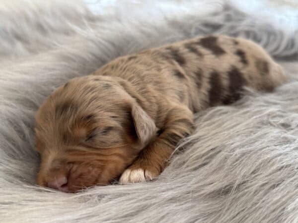 Want Ad Digest - Classified ads Buy or sell Puppies, Cars, and more
