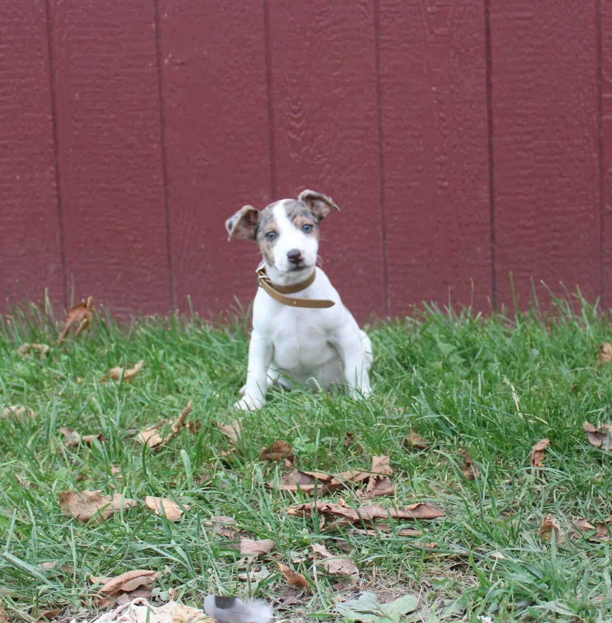 Jack Russell Terrier For sale in Cherry Valley, NY, USA