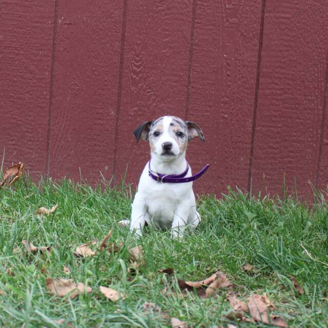 Jack Russell Terrier For sale in Cherry Valley, NY, USA