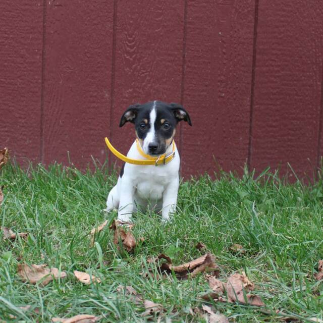 Jack Russell Terrier For sale in Cherry Valley, NY, USA