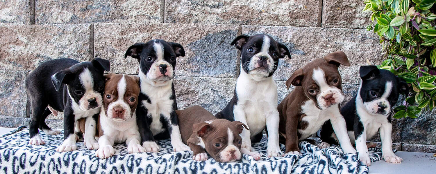 Want Ad Digest Puppiesnull