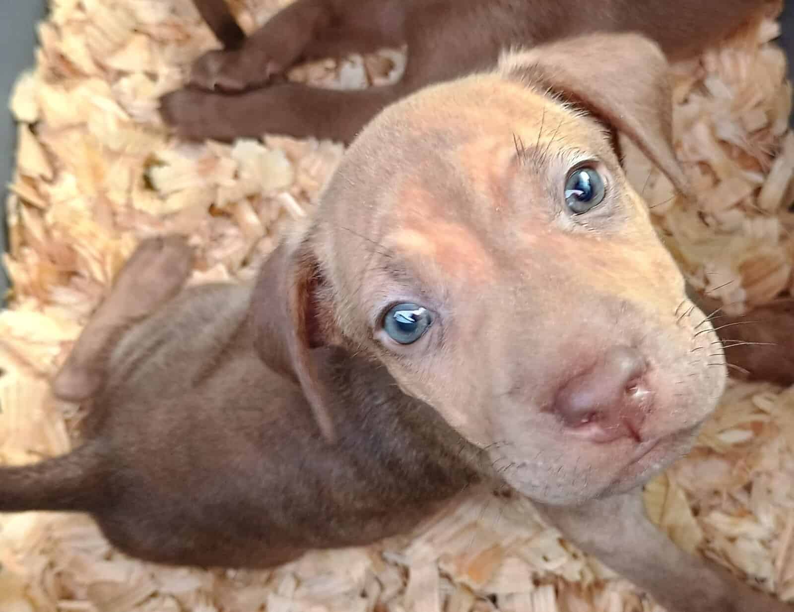 Olde English Bulldogge X XL Bully puppies availabl For sale in Albany