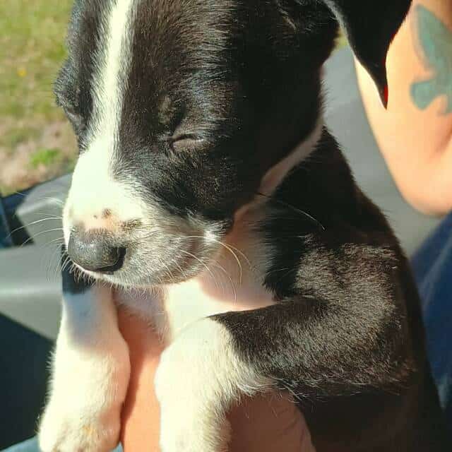 Olde English Bulldogge X XL Bully puppies availabl For sale in Albany