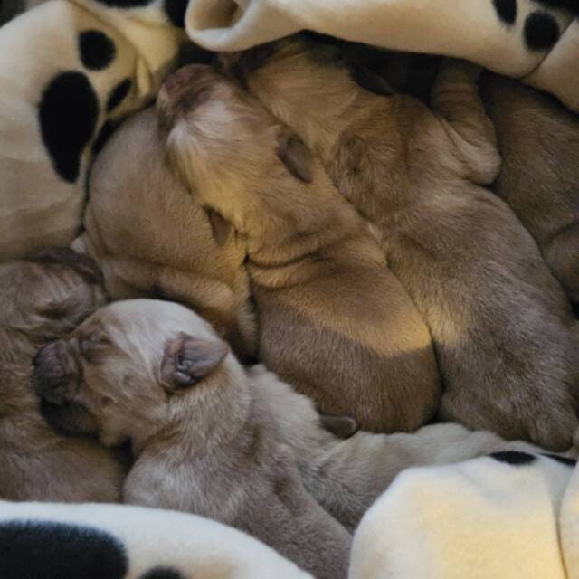 Akc Golden Retrievers For sale in Cherry Valley, NY, USA