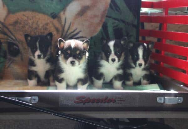 Want Ad Digest - Classified ads Buy or sell Puppies, Cars, and more